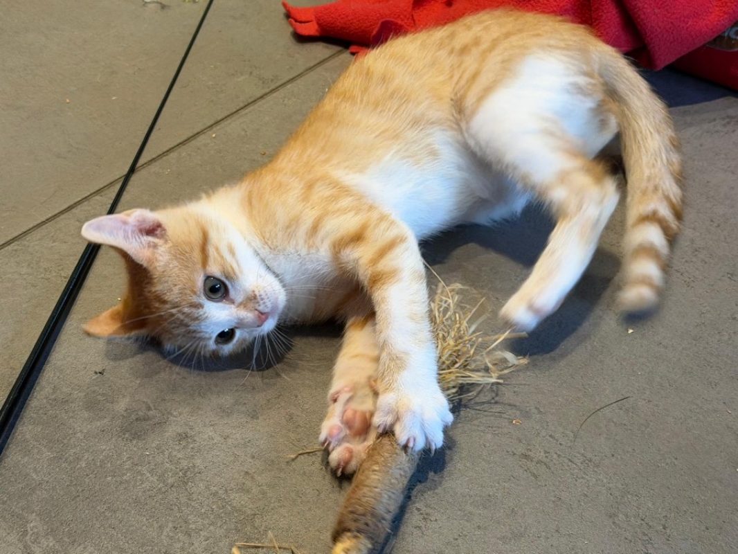 Potiron - Chat Européen à adopter - photo 4