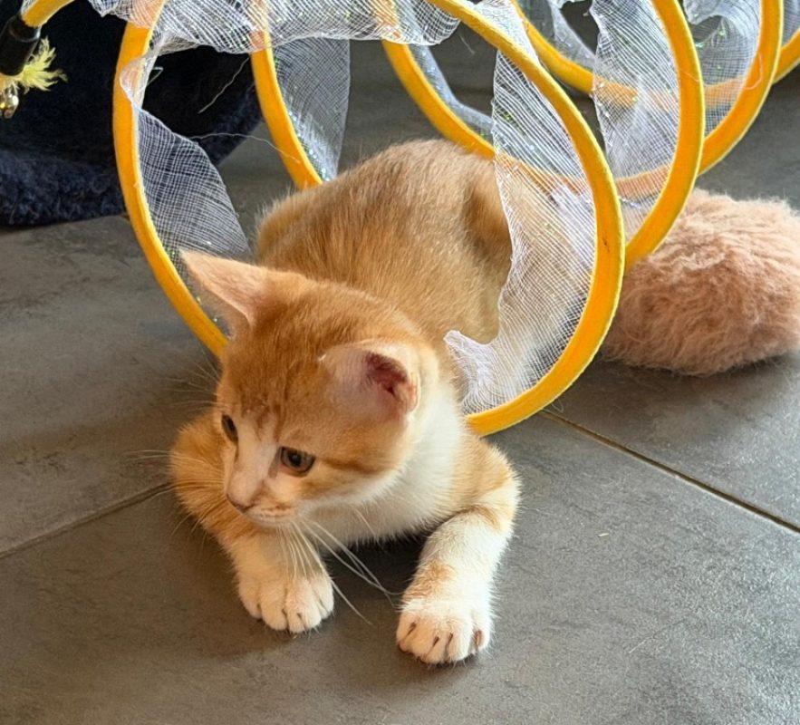 Potiron - Chat Européen à adopter - photo 5