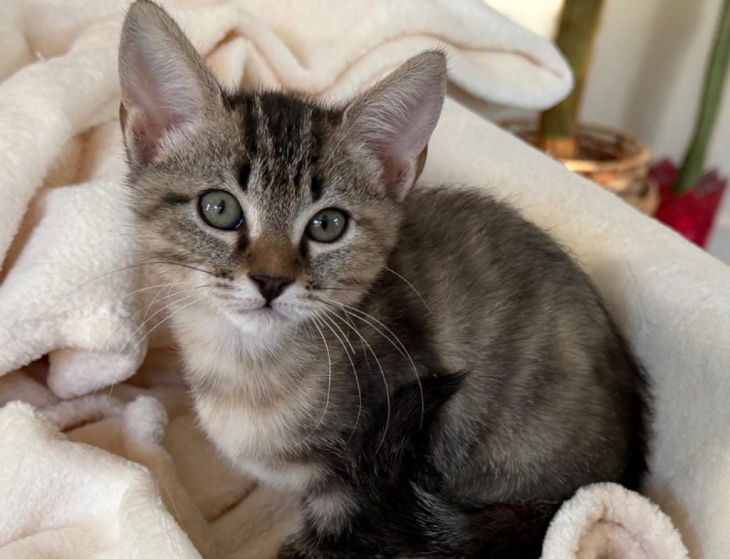 Polly pocket - Chat Européen à adopter