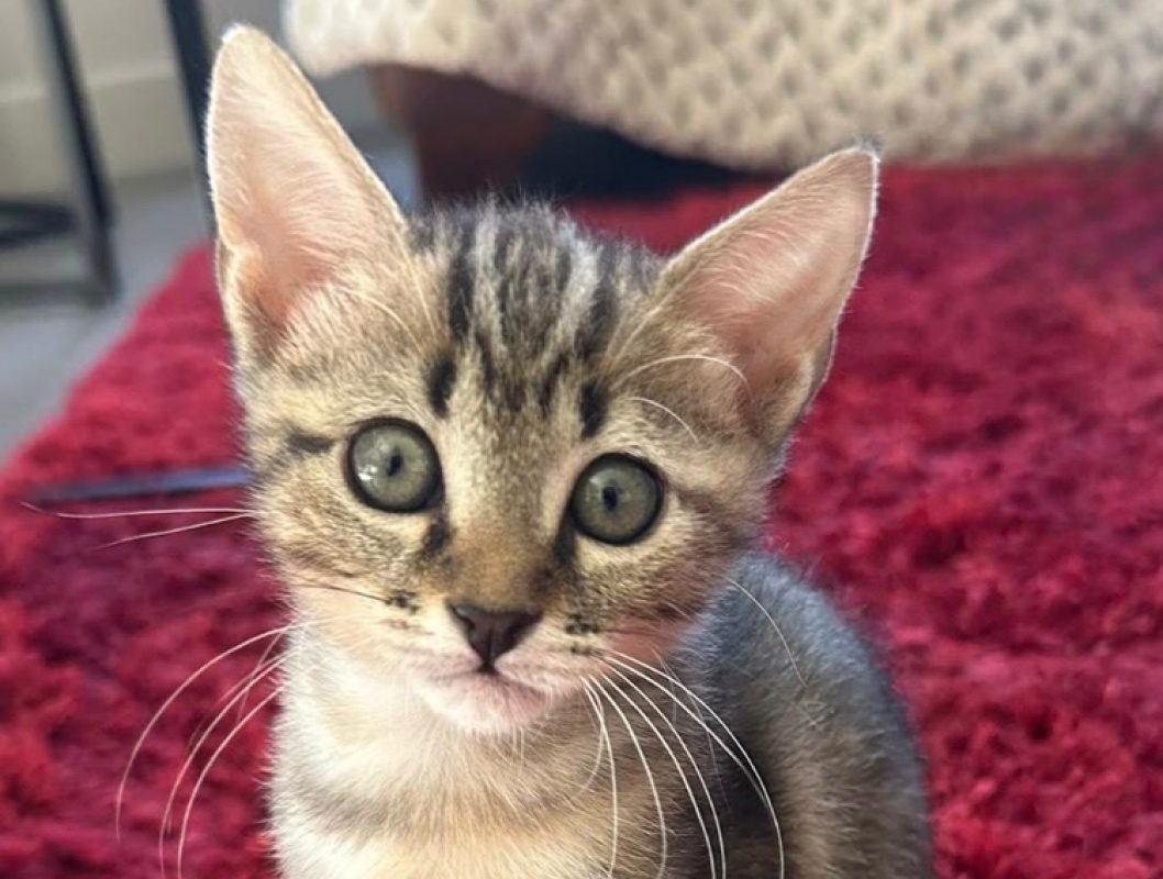 Polly pocket - Chat Européen à adopter - photo 2