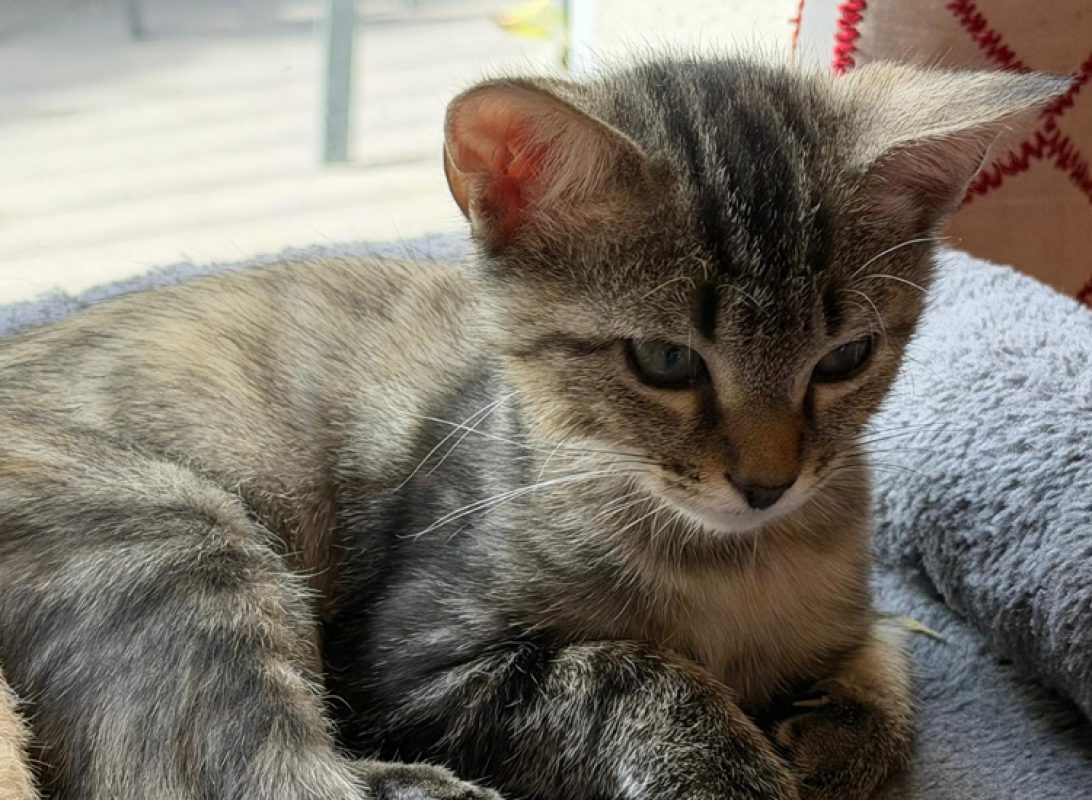 Polly pocket - Chat Européen à adopter - photo 3