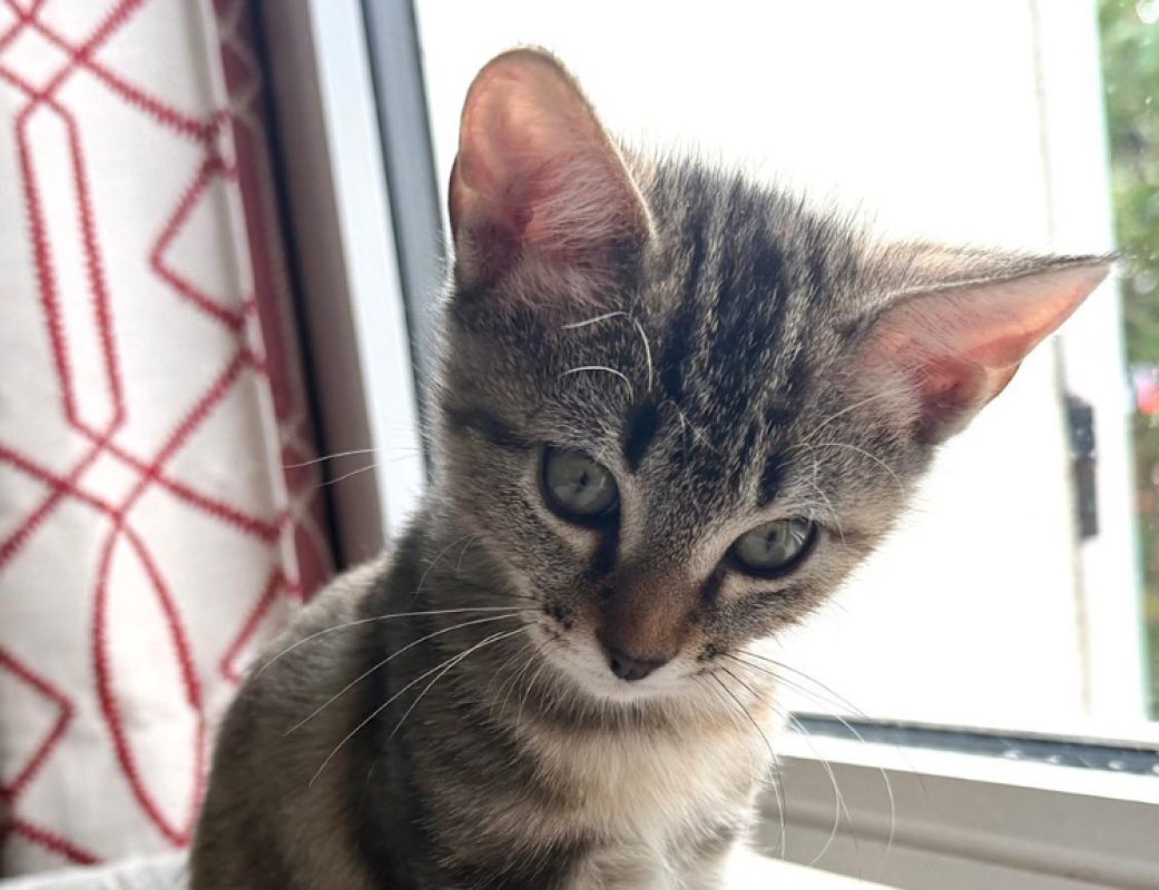 Polly pocket - Chat Européen à adopter - photo 4