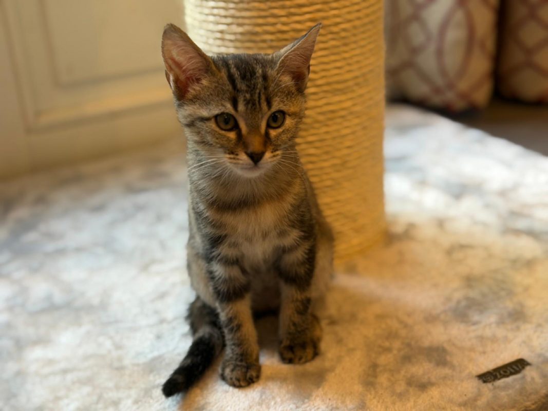 Polly pocket - Chat Européen à adopter - photo 5