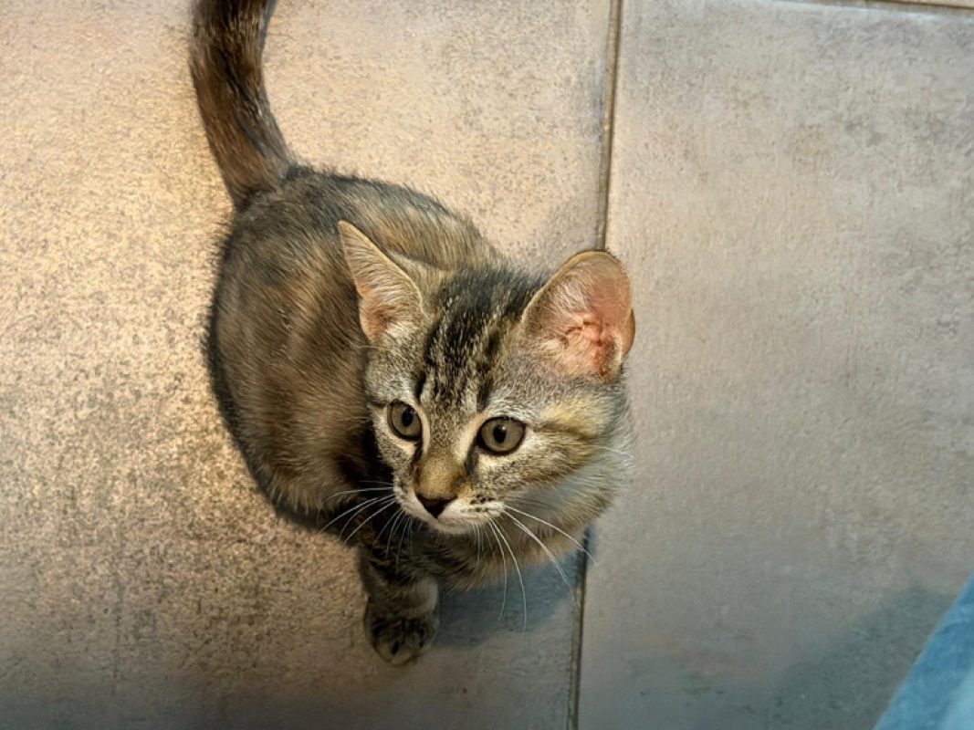 Polly pocket - Chat Européen à adopter - photo 6