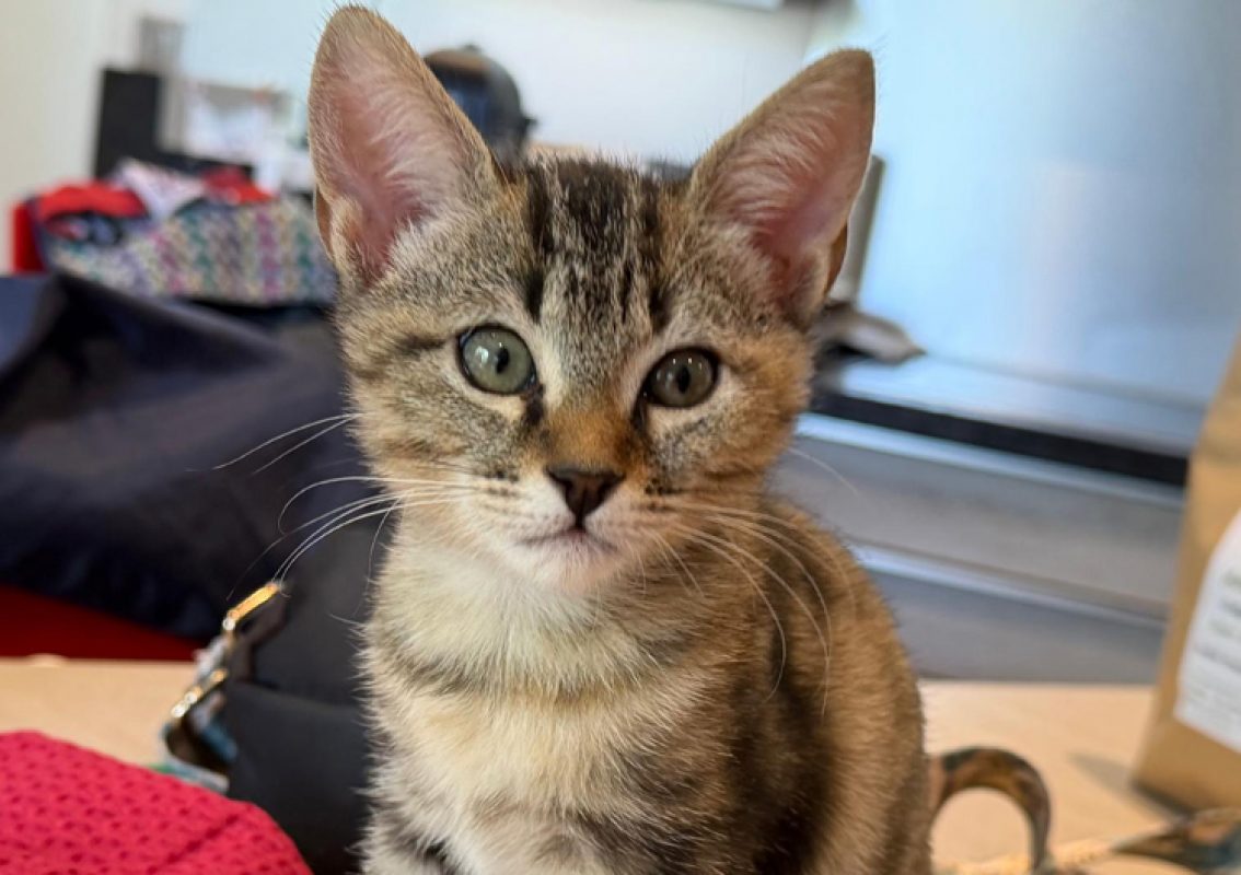 Polly pocket - Chat Européen à adopter - photo 7