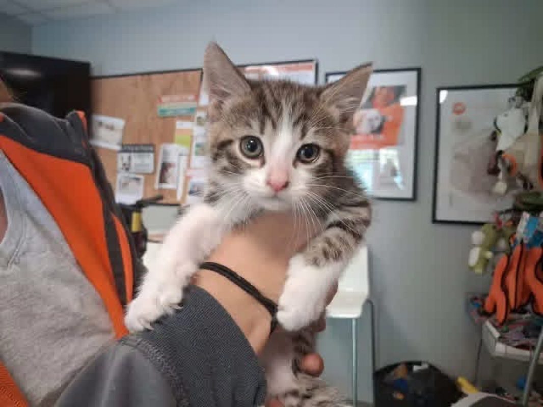Rico - Chat Européen à adopter