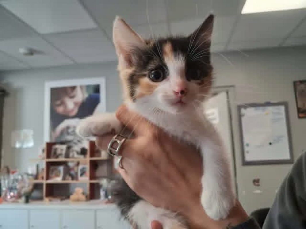 Hanna - Chat Européen à adopter
