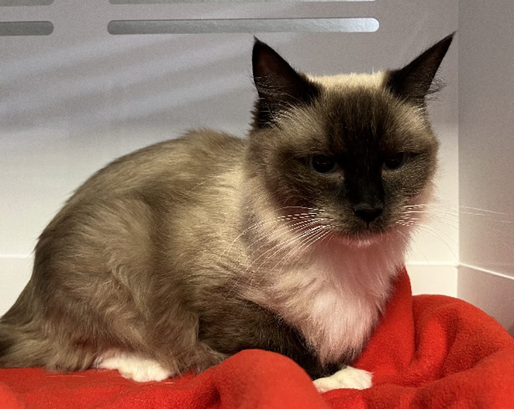 Athena - Chat Ragdoll à adopter