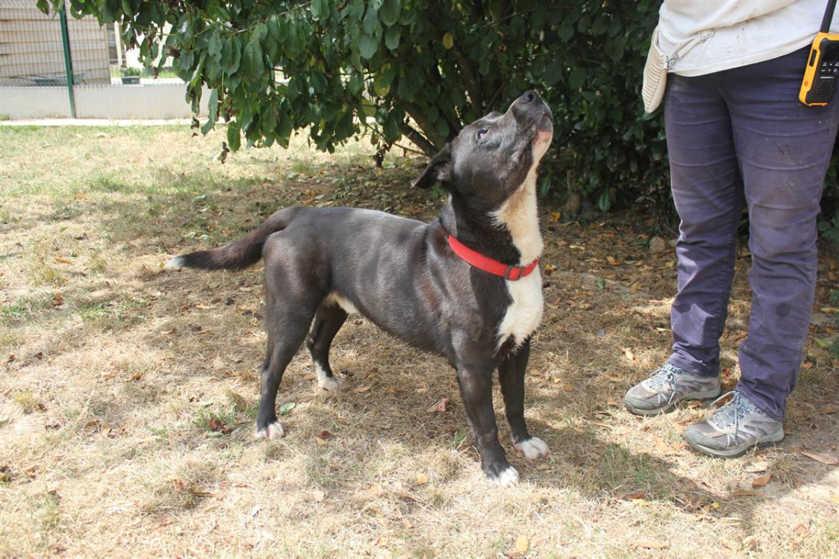 Photo #12 de Beretta