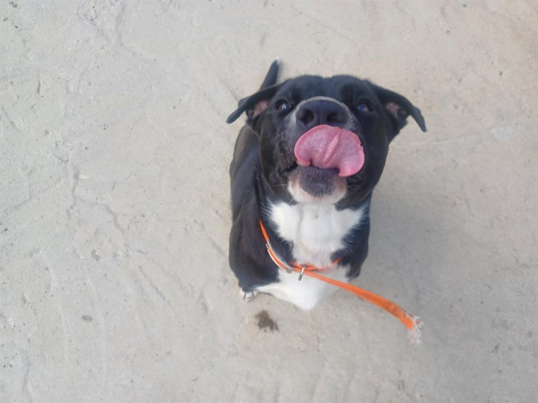 Photo #10 de Beretta