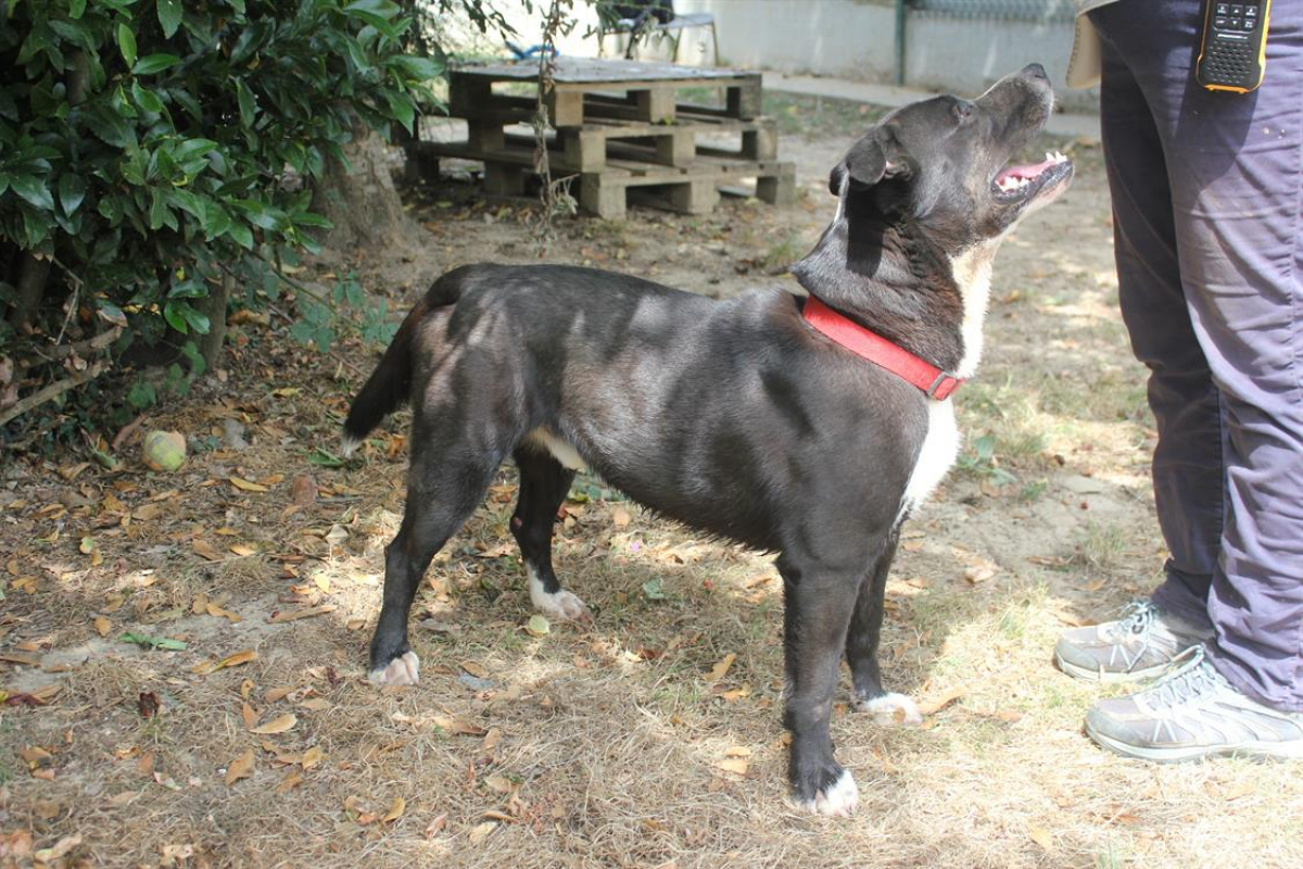 Photo #11 de Beretta