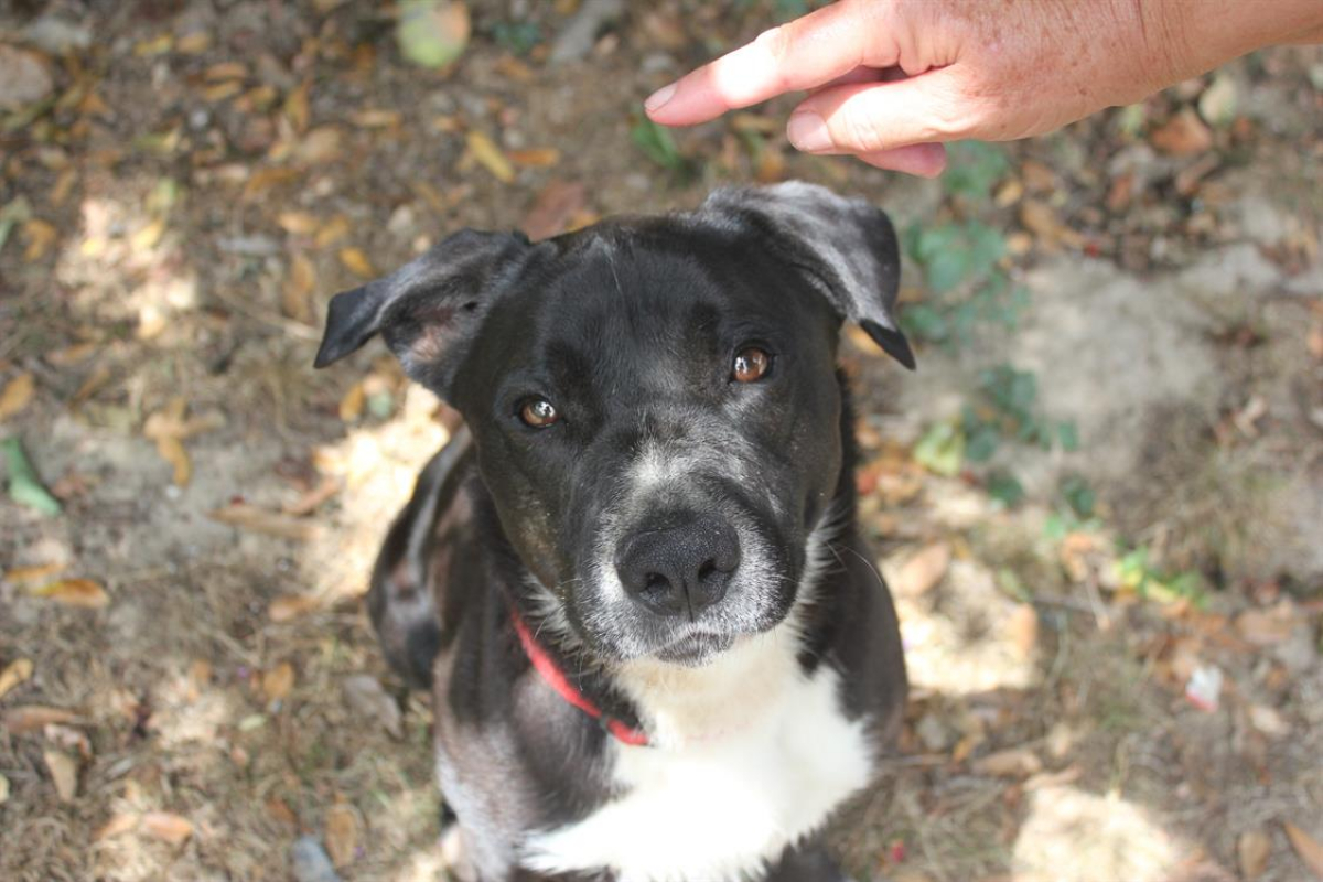 Photo #5 de Beretta