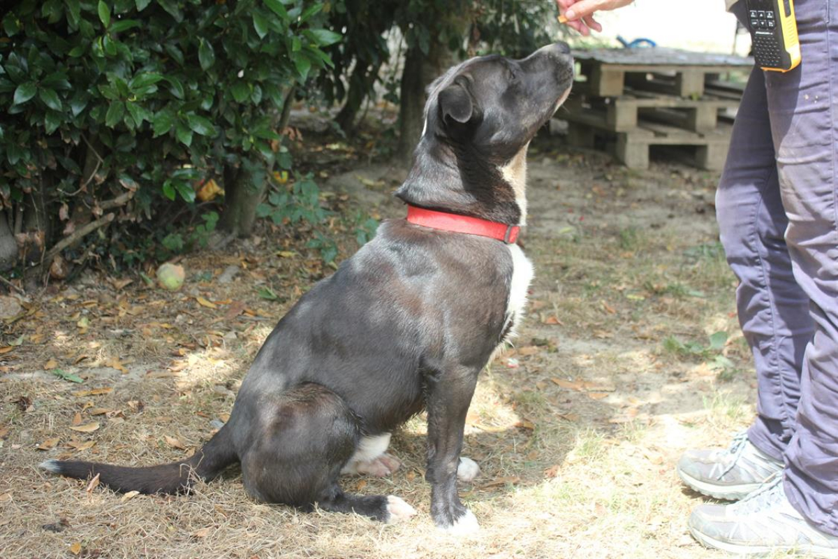 Photo #11 de Beretta
