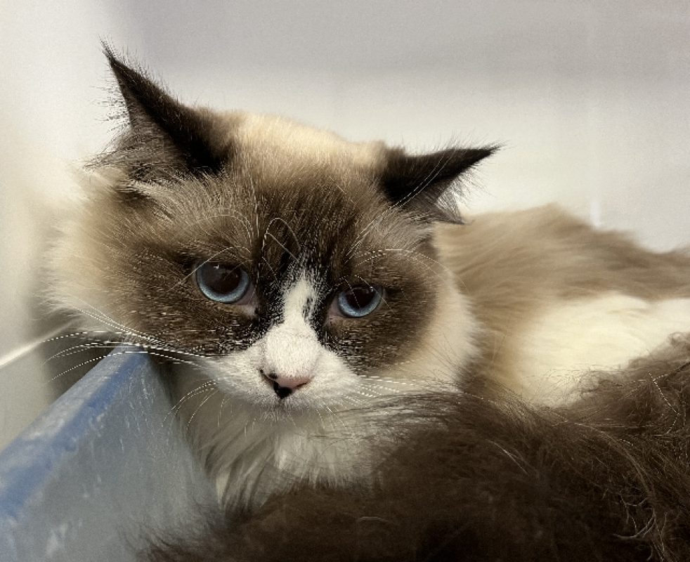 Apollon - Chat Ragdoll à adopter