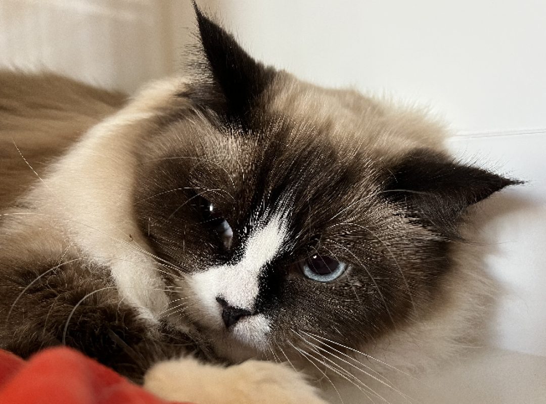 Lunéa - Chat Ragdoll à adopter