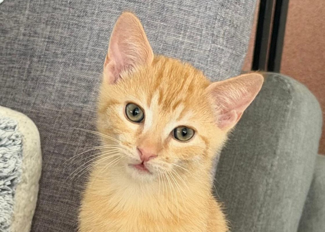 Melon - Chat Européen à adopter - photo 2