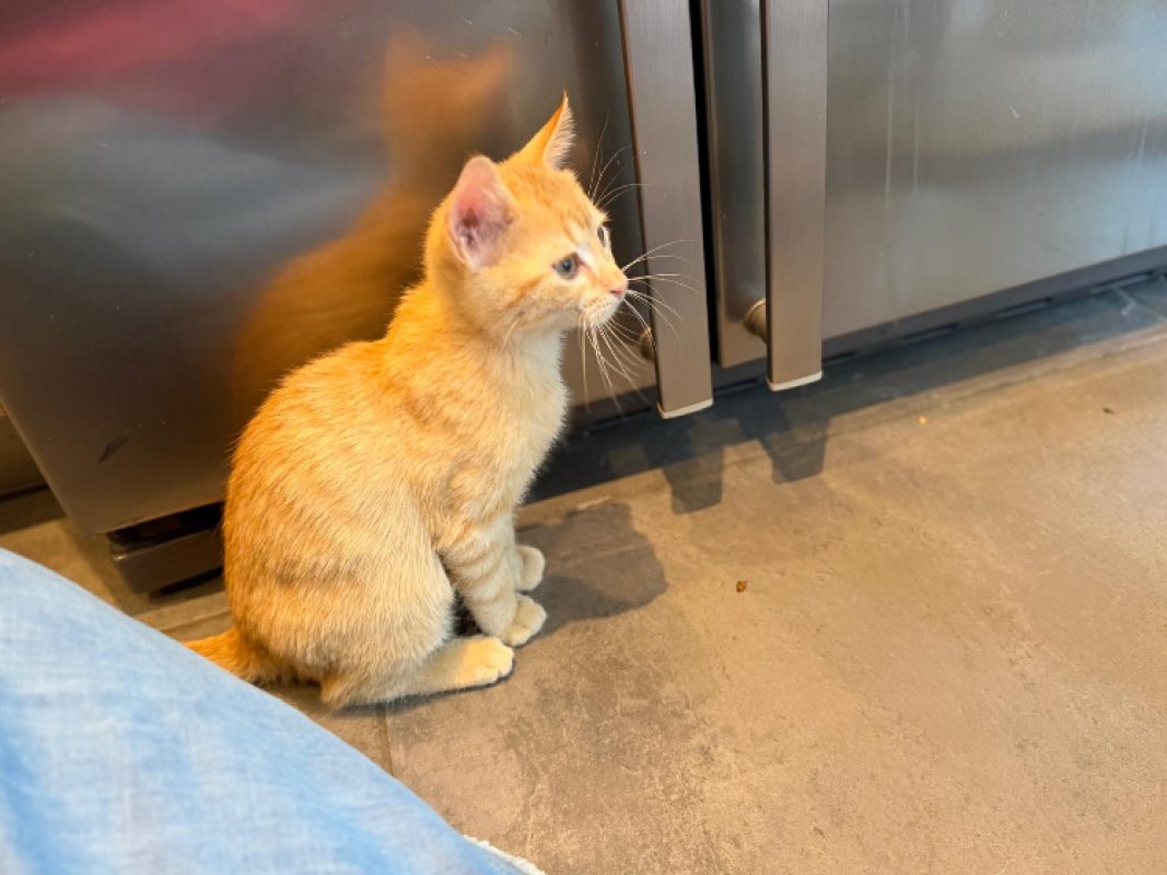 Melon - Chat Européen à adopter - photo 3