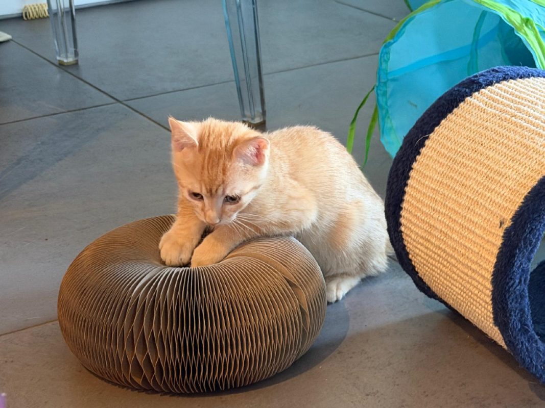 Melon - Chat Européen à adopter - photo 4