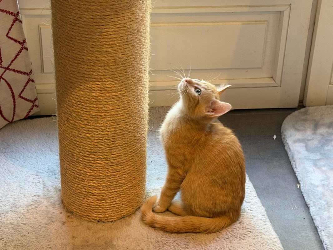 Melon - Chat Européen à adopter - photo 5