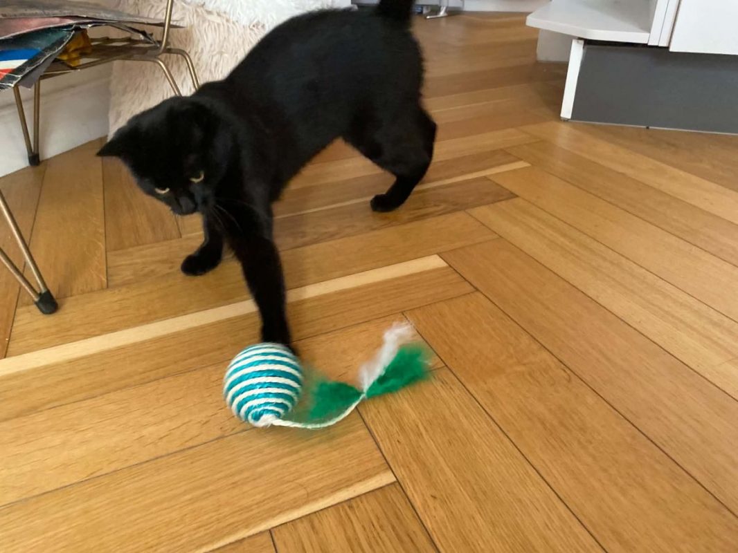 Alaska - Chat Européen à adopter - photo 2