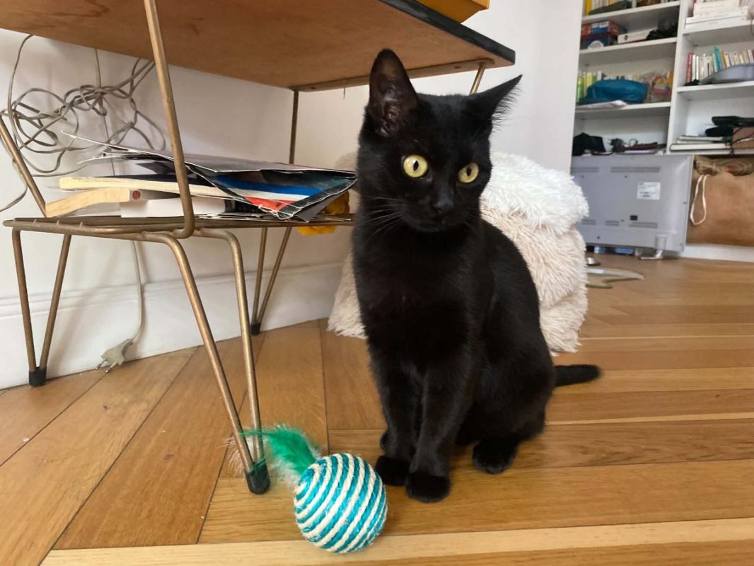 Alaska - Chat Européen à adopter