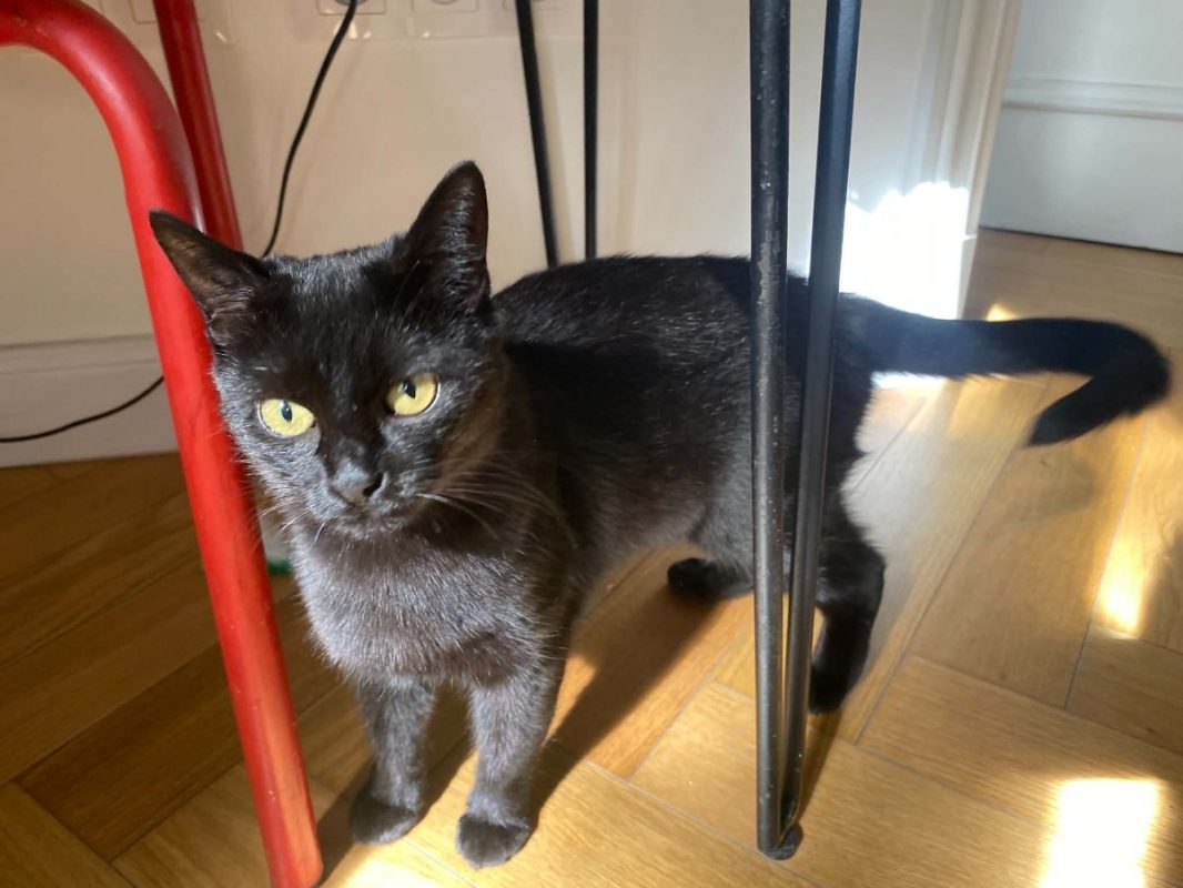 Alaska - Chat Européen à adopter - photo 3