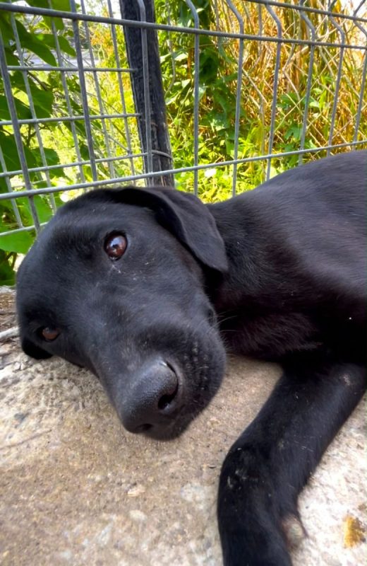 SENKA - Chien à adopter - photo 5