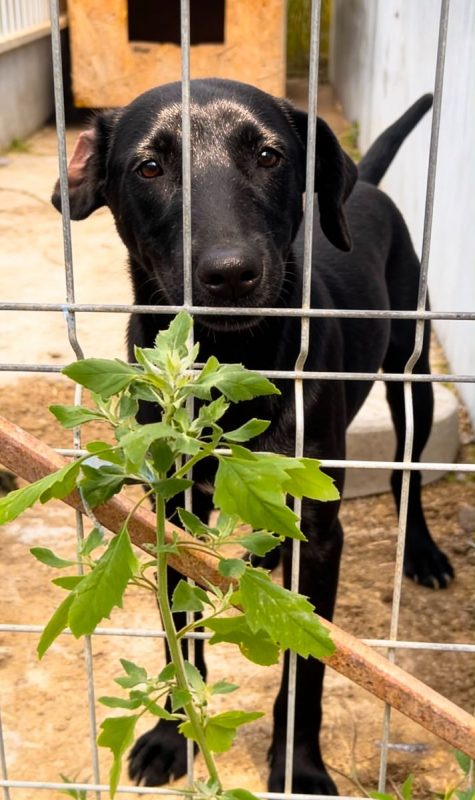 SENKA - Chien à adopter - photo 3