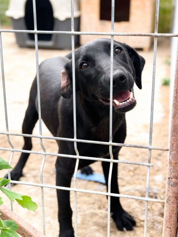 SENKA - Chien à adopter