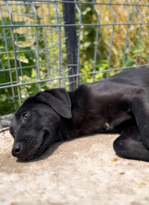 SENKA - Chien à adopter - photo 4