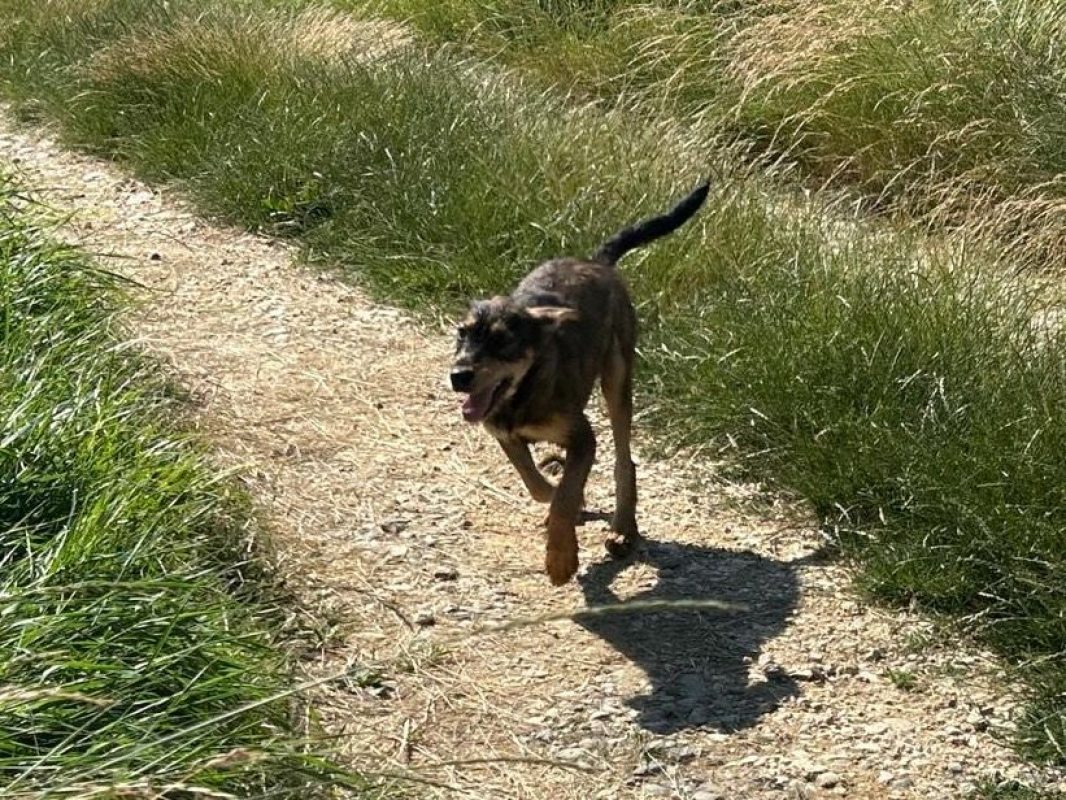 LENI - Chien à adopter - photo 3