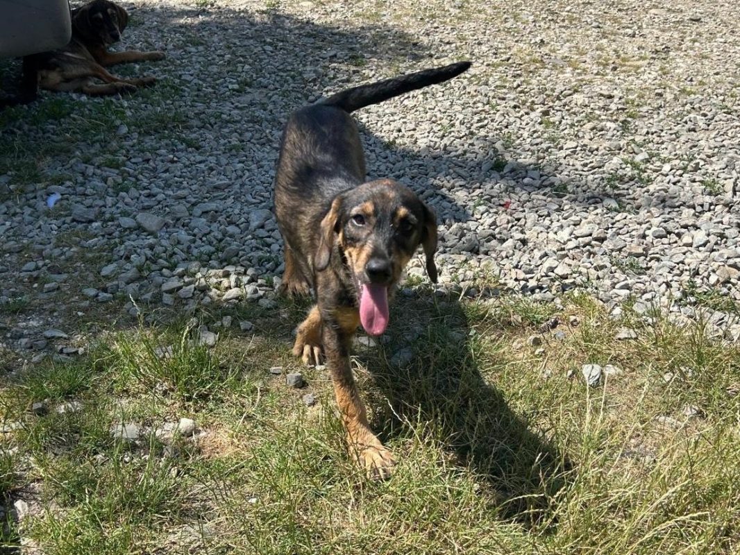 LENI - Chien à adopter - photo 5