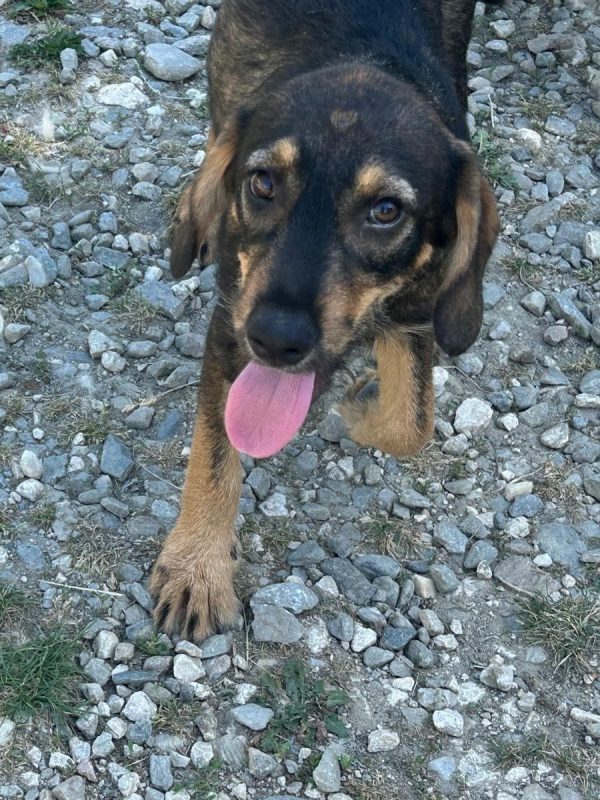 LENI - Chien à adopter - photo 4