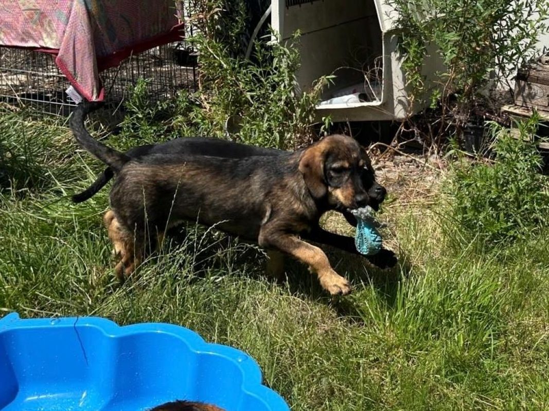 LENI - Chien à adopter - photo 2