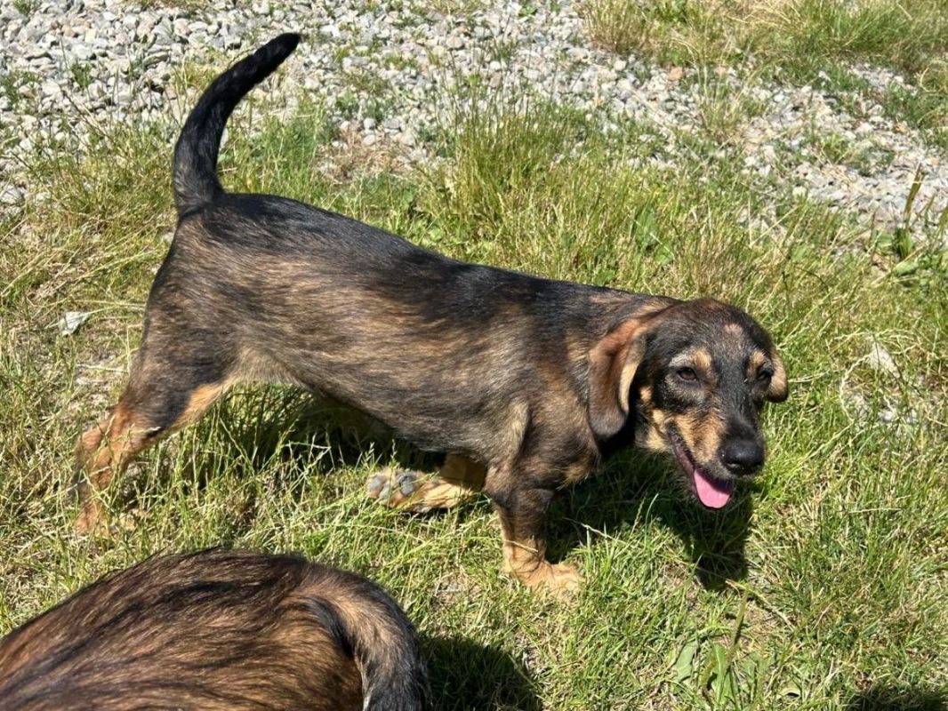 LENI - Chien à adopter