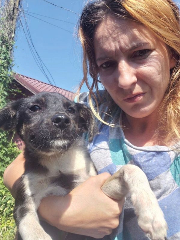 CHICO - Chien à adopter - photo 2