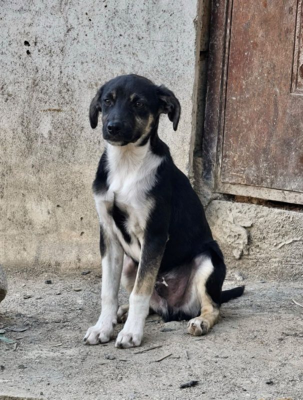 CHICO - Chien à adopter - photo 4