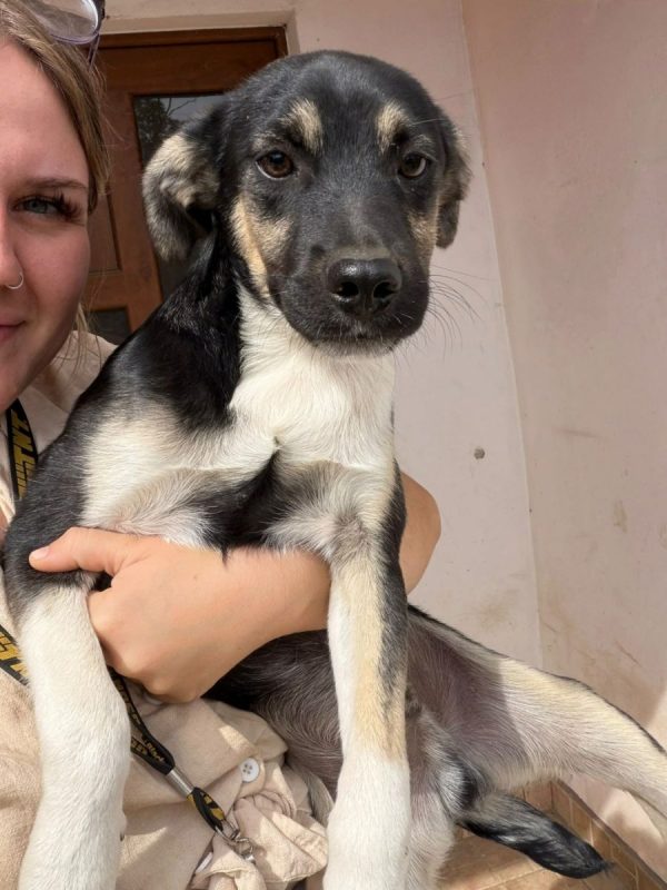 CHICO - Chien à adopter - photo 3
