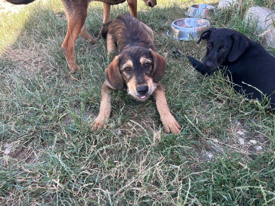 MARLA - Chien à adopter - photo 4