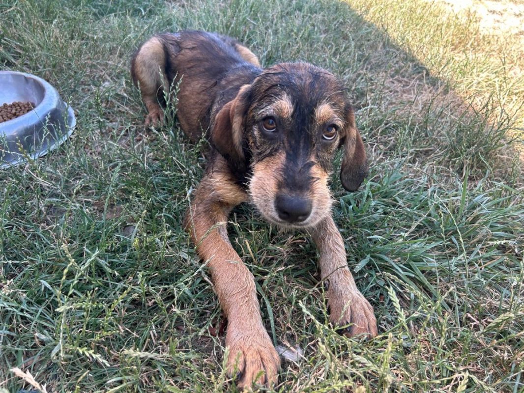MARLA - Chien à adopter