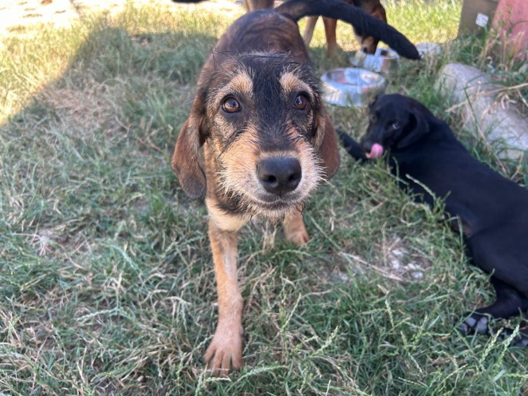 MARLA - Chien à adopter - photo 2