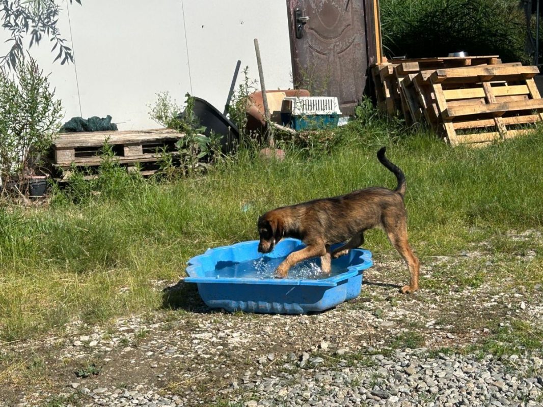MARLA - Chien à adopter - photo 3