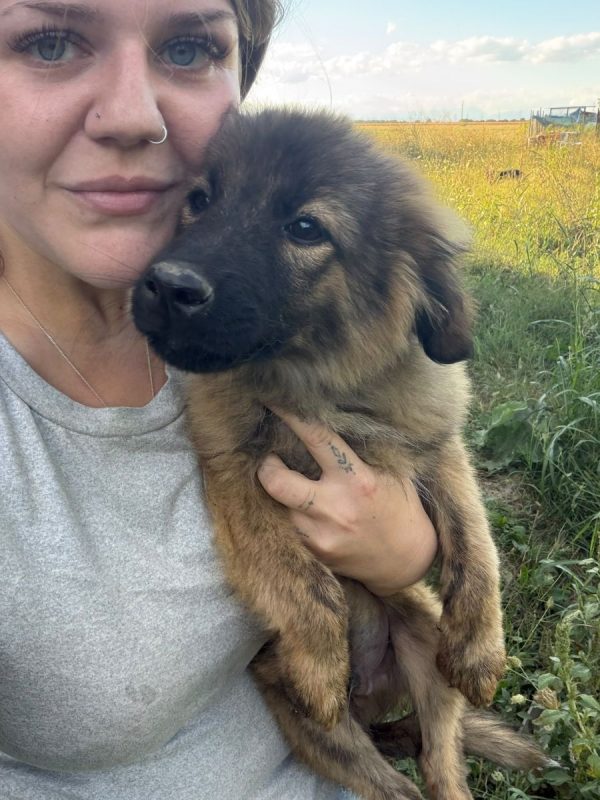 MICKY - Chien à adopter - photo 5
