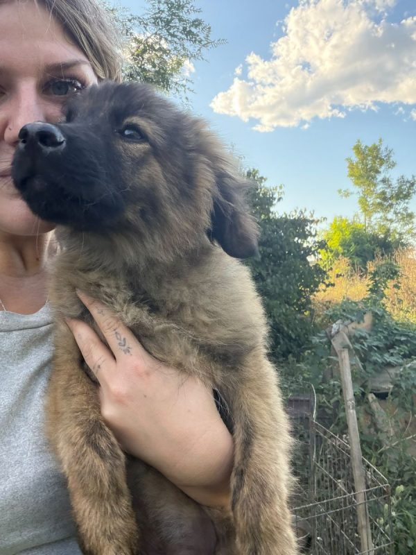 MICKY - Chien à adopter - photo 3