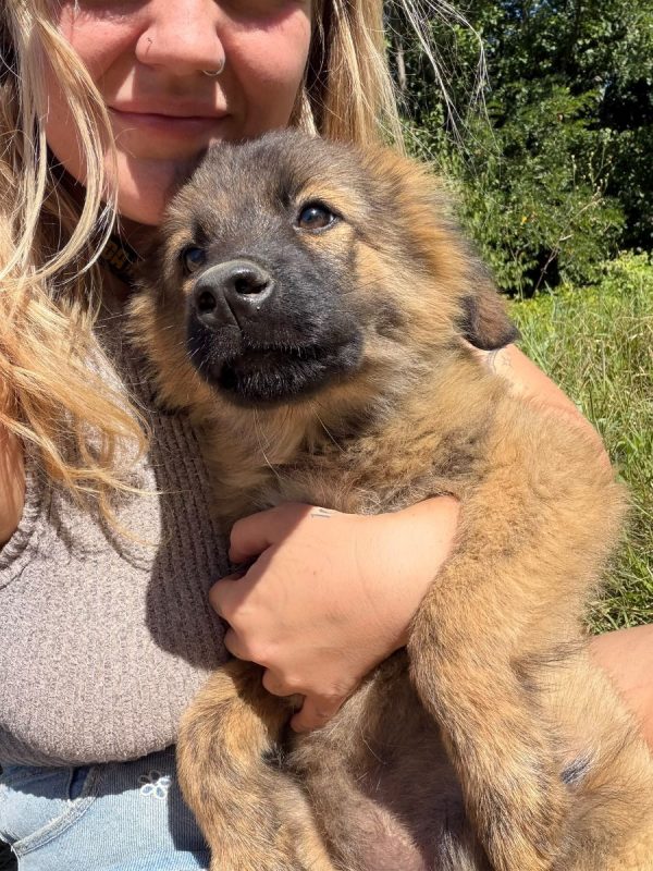 MICKY - Chien à adopter