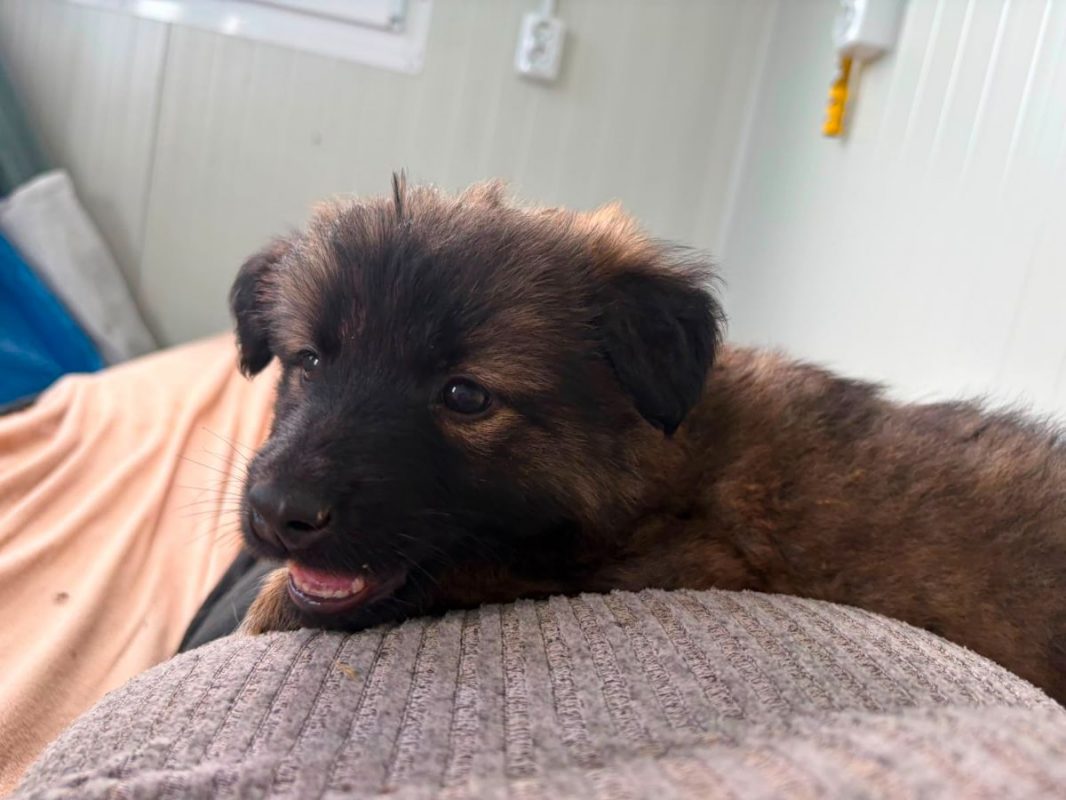MICKY - Chien à adopter - photo 2
