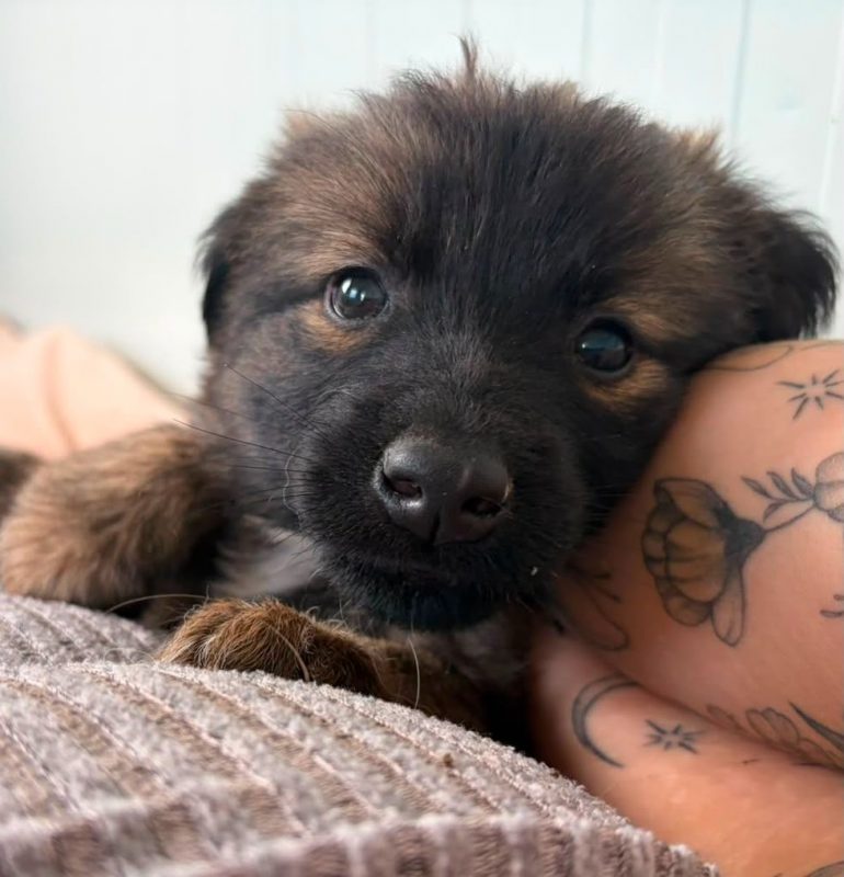 MICKY - Chien à adopter - photo 4