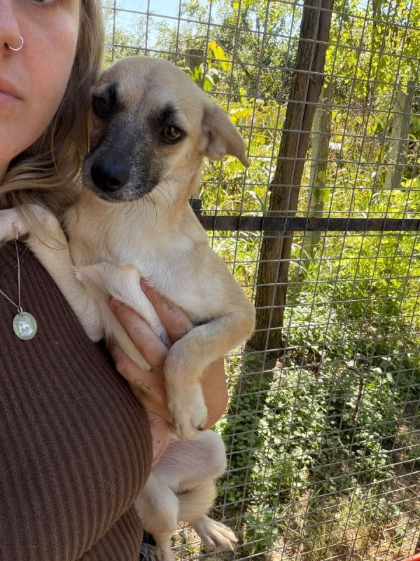 AURA - Chien à adopter - photo 4