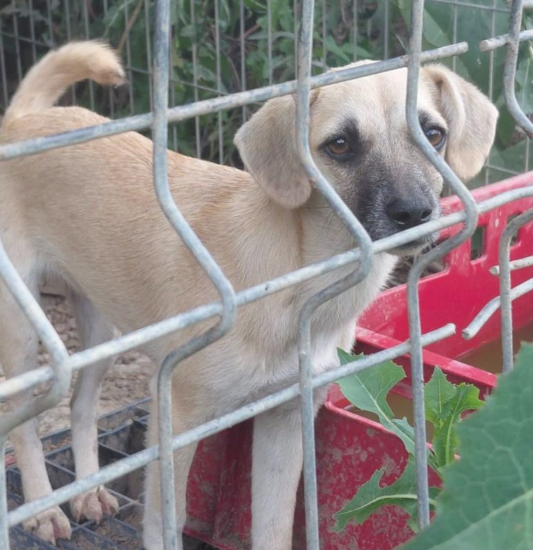 AURA - Chien à adopter - photo 2