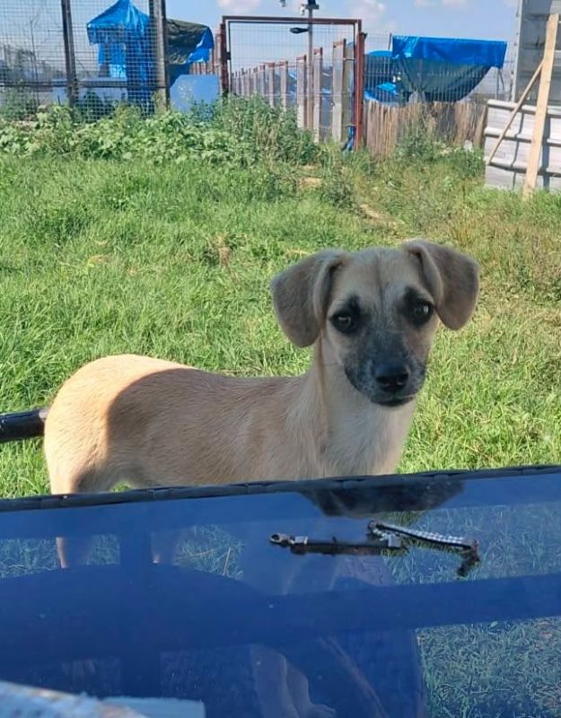 AURA - Chien à adopter